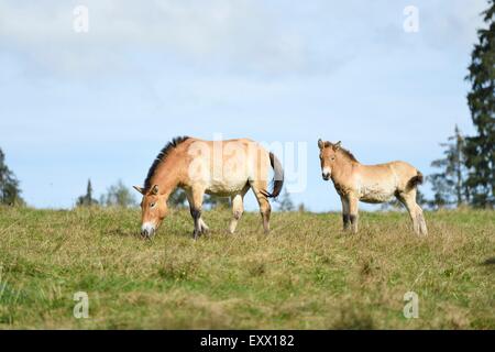 Zwei Cavallo di Przewalski su un prato Foto Stock