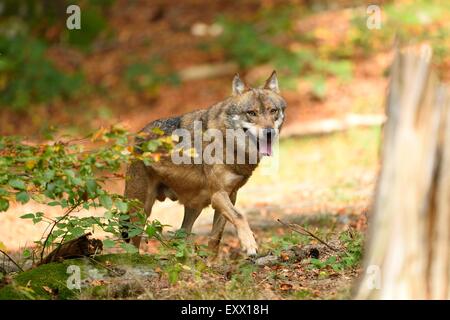 Eurasian lupo in una foresta Foto Stock