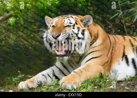 Tigre Siberiana ruggente Foto Stock