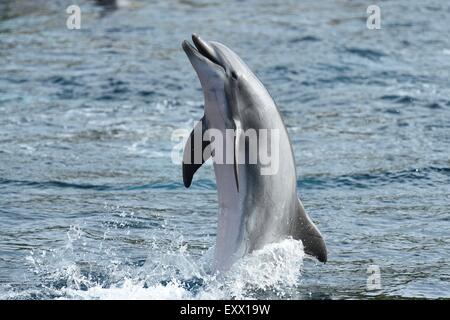 Il tursiope o delfino maggiore, Tursiops truncatus, Baviera, Germania, Europa Foto Stock