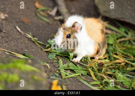 La cavia, cavia porcellus, Baviera, Germania, Europa Foto Stock