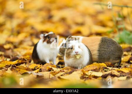 Tre cavie cavia porcellus, Baviera, Germania, Europa Foto Stock