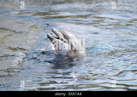 Il tursiope o delfino maggiore, Tursiops truncatus, Baviera, Germania, Europa Foto Stock