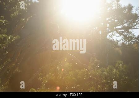 Pino silvestre, Pinus sylvestris L., Austria, Europa Foto Stock