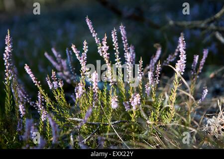Splendida fioritura heather fiori nella luce del sole vicino. Polacco foresta autunnale fiori. Foto Stock