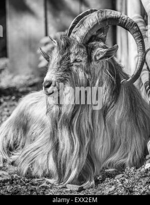 La Polonia, Slesia voivodato, Pszczyna (Pless), Pokazowa Zagroda Zubrow, contemplando un caprone a Pszczyna riserva di bisonti Foto Stock