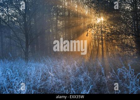 Bellissimo paesaggio con gelo autunnale di sunrise. Piante congelate sul prato selvatico e la calda luce del sole al mattino a freddo. Primi segni Foto Stock