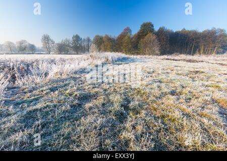 Bellissimo paesaggio con gelo autunnale di sunrise. Piante congelate sul prato selvatico e la calda luce del sole al mattino a freddo. Primi segni Foto Stock