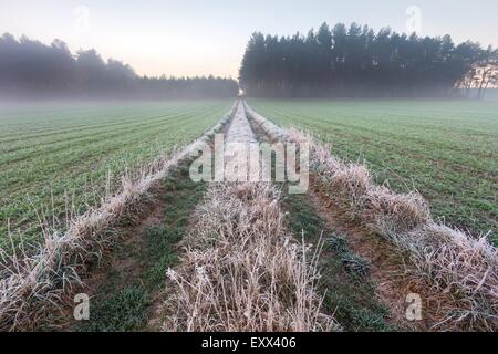 Bellissimo paesaggio con gelo autunnale di sunrise. Piante congelate sul prato selvatico e la calda luce del sole al mattino a freddo. Primi segni Foto Stock
