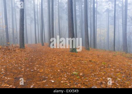 Foggy spooky paesaggio forestale. Mattina nel bosco autunnale. Tranquillo e bit spooky scena. Foto Stock
