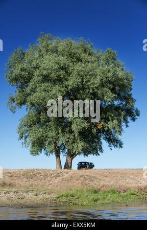 Willow Tree su un fiume-bank. Foto Stock