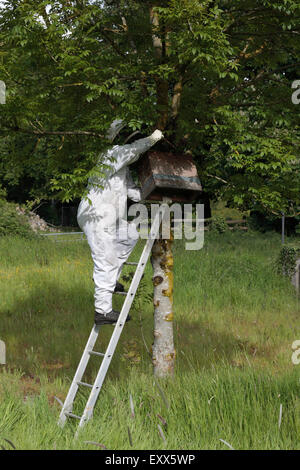 Apicoltore raccogliendo uno sciame di api mellifere Foto Stock