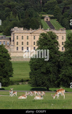 Daini pascolare nel parco che circonda la Chatsworth House (nella foto), Peak District Derbyshire England Regno Unito Foto Stock