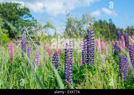 Ligo Midsummer agricoltura melo birch fiore fiorisce in fiore blu botanica botanico ramo cespugli luminosi CANADA CELEBRAZIONE Foto Stock