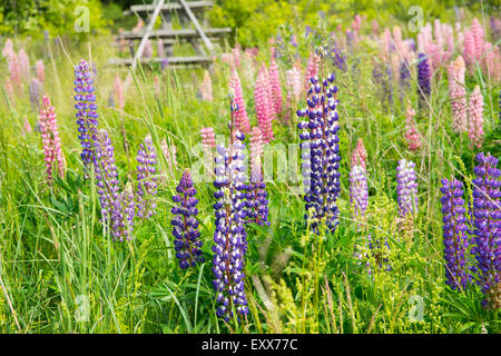 Ligo Midsummer agricoltura melo birch fiore fiorisce in fiore blu botanica botanico ramo cespugli luminosi CANADA CELEBRAZIONE Foto Stock