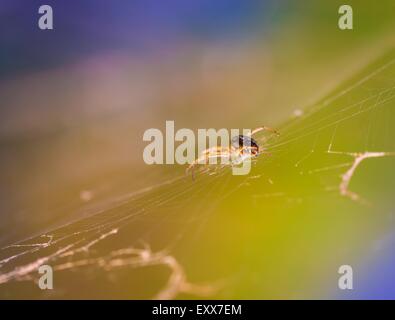 Macro di ragno seduta sul suo web nella luce del mattino. Foto colorate. Foto Stock