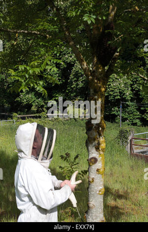 Apicoltore raccogliendo uno sciame di api mellifere Foto Stock