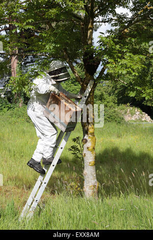 Apicoltore raccogliendo uno sciame di api mellifere Foto Stock