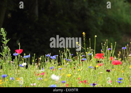 Prato di fiori selvaggi a Sheffield Manor Lodge; home per un impressionista schema impianto, Sheffield South Yorkshire, Regno Unito - Spazio di copia Foto Stock