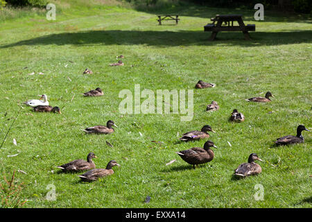 Anatre rilassante sull'erba, Wycoller, Lancashire Foto Stock