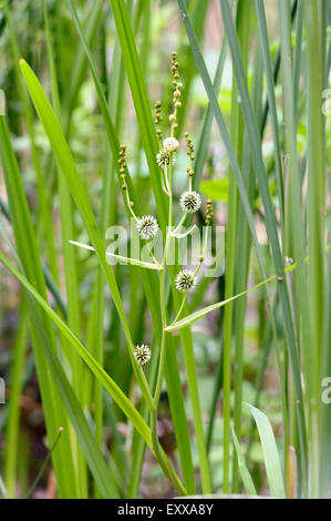 Sparganium erectum crescente nel mezzo di Typha latifolia canne al lago sotto il sole estivo Foto Stock