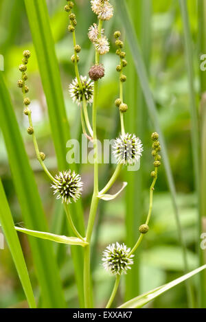 Sparganium erectum crescente nel mezzo di Typha latifolia canne al lago sotto il sole estivo Foto Stock