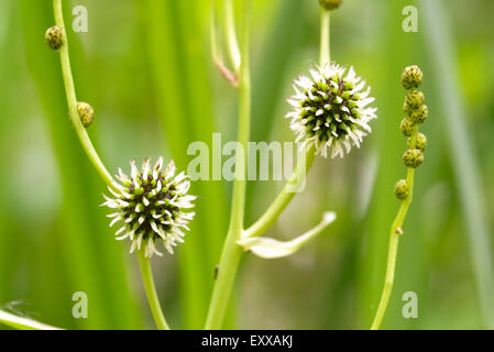 Dettaglio di un Sparganium erectum crescente nel mezzo di Typha latifolia canne al lago sotto il sole estivo Foto Stock