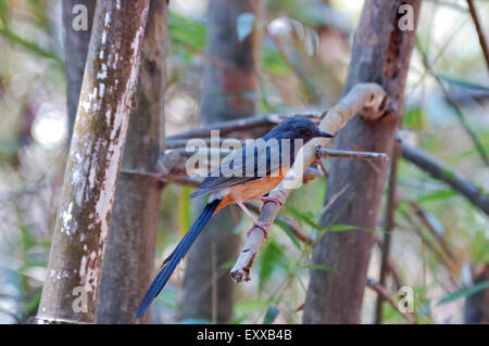 Bianco-rumped Shama (Copsychus malabaricus) Bondla nel parco nazionale di i Ghati Occidentali, India Foto Stock