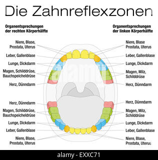 Denti riflessologia grafico - denti permanenti e i loro corrispondenti organi interni. Etichettatura in tedesco! Foto Stock