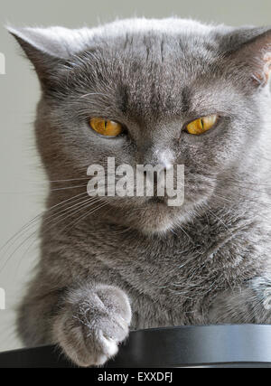 Scottish razza gatto grigio ritratto closeup Foto Stock