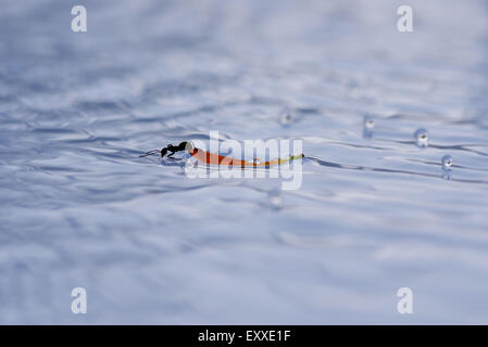 Ant con petali di galleggiare su acqua Foto Stock