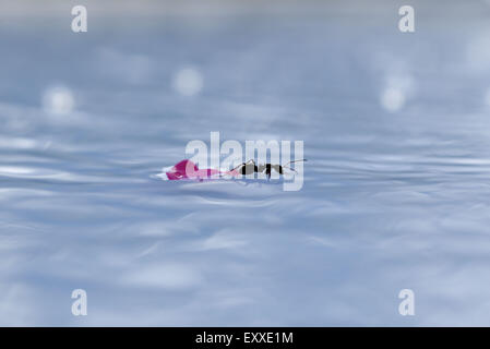 Ant e petali di fiori sulla superficie dell'acqua Foto Stock