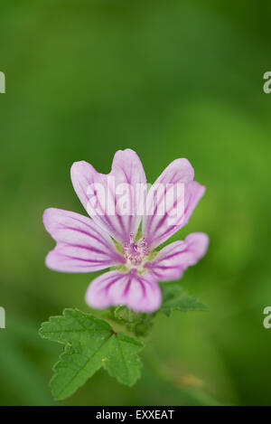Fiore della malva Foto Stock