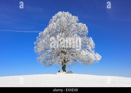 Unico grande vecchio tiglio in inverno Foto Stock