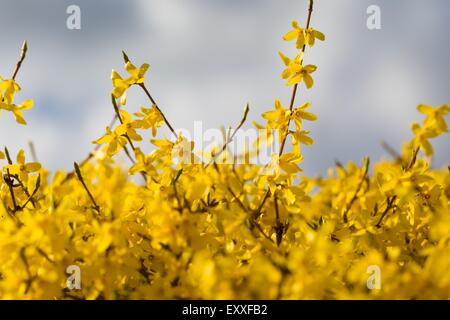 Splendida fioritura di forsitia bush. Close up di fiori gialli. Natura closeup Foto Stock