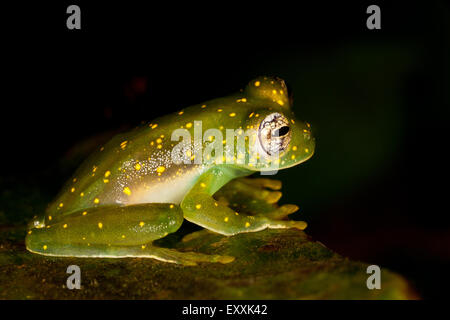 Giallo-chiazzata rana di vetro, Cochranella albomaculata, nella foresta di pioggia a Burbayar riserva naturale, Repubblica di Panama. Foto Stock