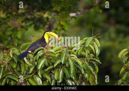 Chiglia fatturati Toucan, Ramphastos sulfuratus, sotto la pioggia baldacchino della foresta del parco nazionale di Soberania, Repubblica di Panama. Foto Stock