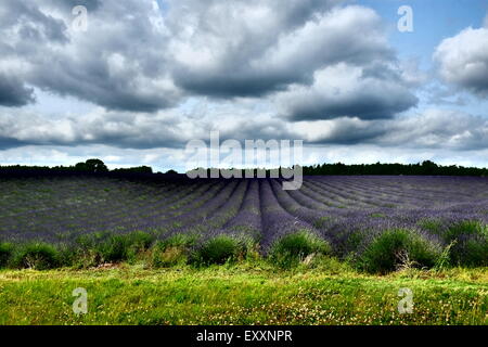 Campi di lavanda a Snowshill vicino a Broadway Cotswolds Worcestershire Inghilterra, regno unito, viola, Foto Stock