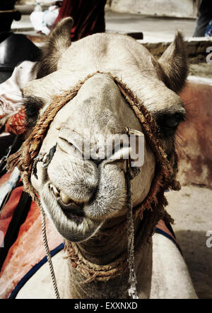 Primo piano di un cammello Foto Stock