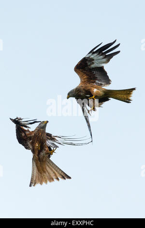 Due red kites (Milvus milvus) diverbio a metà in aria a Llanddeusant nel Parco Nazionale di Brecon Beacons Foto Stock