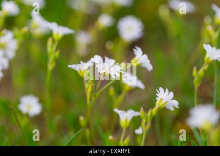 Fioritura di fiori bianchi di chickweed in erba verde. Natura fiori di primavera sullo sfondo. Foto Stock