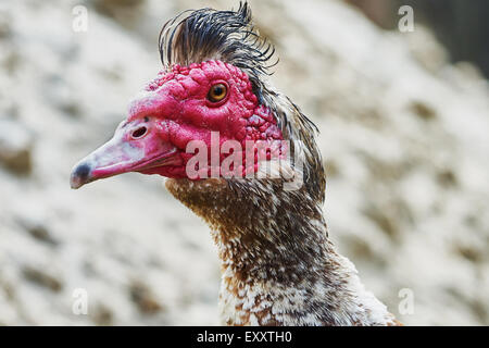 Ritratto di muschio duck closeup (drake) Foto Stock