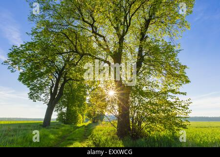 Splendido viale di alberi sulla vecchia strada dimenticata in campagna. Paesaggio primaverile fotografato in Polonia Foto Stock