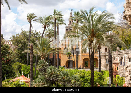 Il campanile della cattedrale di Siviglia, centro di Siviglia,visto dal Royal giardini dell'Alcazar di Siviglia, in Andalusia, Spagna, Europa. © Paul Foto Stock