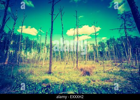 Vintage foto di zone umide in primavera. Green zone umide con alberi morti tronco fotografato in primavera. Paesaggio polacco. Foto Stock