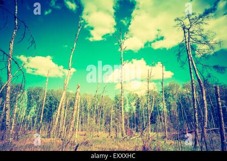 Vintage foto di zone umide in primavera. Green zone umide con alberi morti tronco fotografato in primavera. Paesaggio polacco. Foto Stock