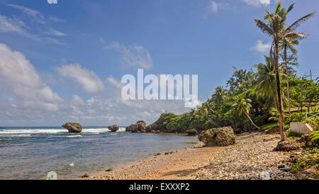 Bathsheba Beach Barbados Indie occidentali Foto Stock