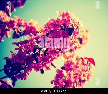 Foto d'epoca di Malus pumila - naturale incantevole rosa fragranti fiori di primavera di un paradiso apple-tree Foto Stock