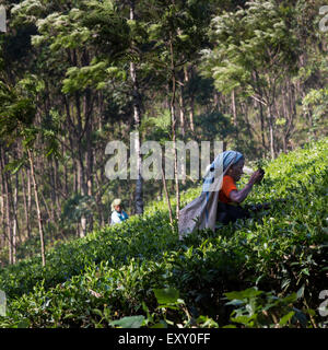 Tamil raccoglitori di tè al lavoro in Munnar Kerala, India la piantagione di tè Foto Stock