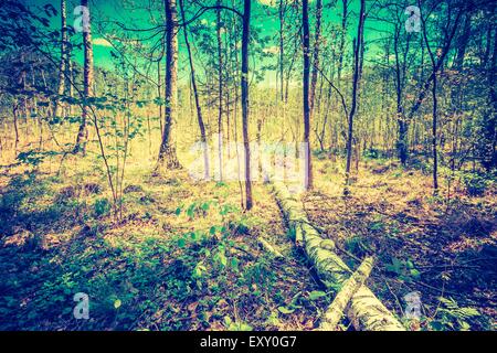 Foto d'epoca del bel verde primavera paesaggio forestale. Europeo di foresta naturale con fresco verde foglie giovani. Buona weathe Foto Stock